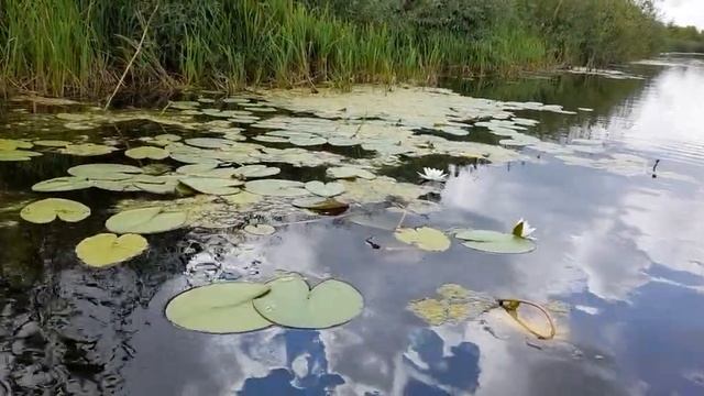 #нимфея #водянаялилия / Водяная лилия -сказочная белая нимфея в дикой природе. смотреть онлайн
