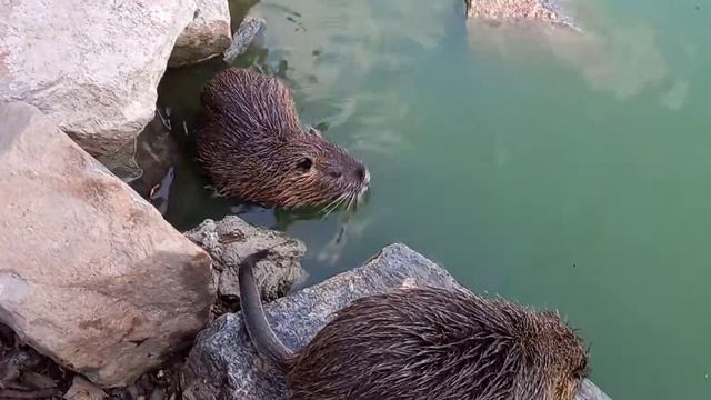 Маленькие нутрии продолжают расти./ Small Nutria Continue To Grow.