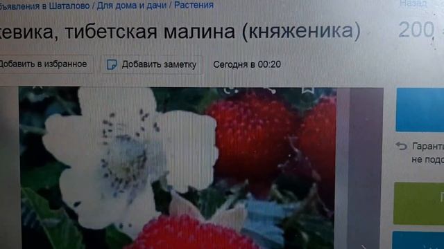 КНЯЖЕНИКА ЯГОДА НА ФОТО.ГДЕ КУПИТЬ САЖЕНЦЫ , в 2020 г. настоящие ? смотреть онлайн