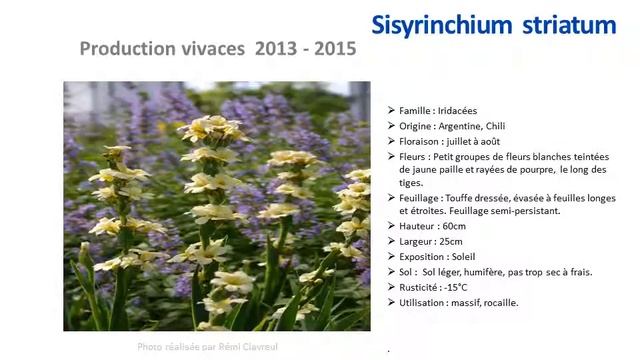 Jardinage: Sisyrinchium Striatum: Plante Vivace