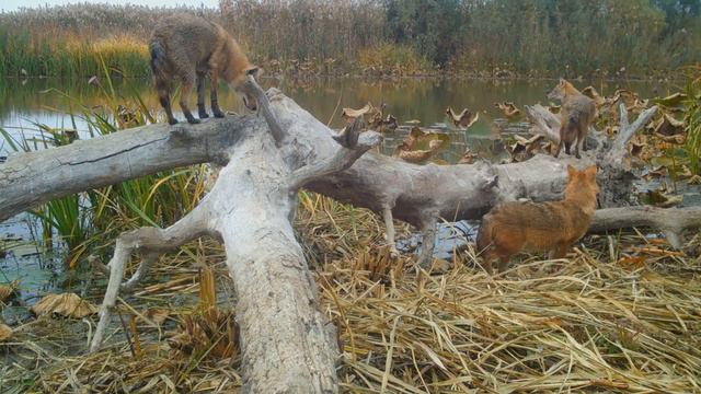 Заповедные фотоловушки: шакалы на карше смотреть онлайн