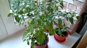 МОИ НОВЫЕ РАСТЕНИЯ ИЗ СЕМЯН.