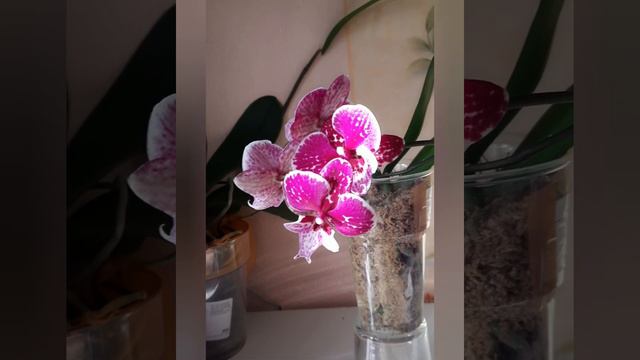 Phal. YH0793 смотреть онлайн