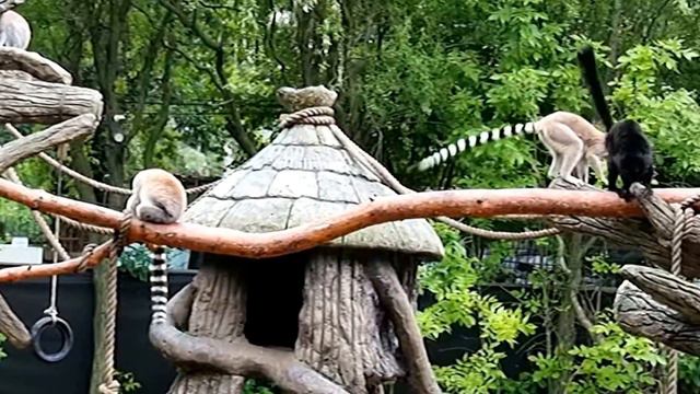 А ЧЁРНЫЙ ОТКУДА ПОЯВИЛСЯ?). Видео Татьяны Крестьянсковой смотреть онлайн