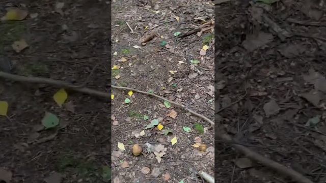 ГРИБНИКИ КОЛДУЮТ а потом собирают Белые грибы ! смотреть онлайн