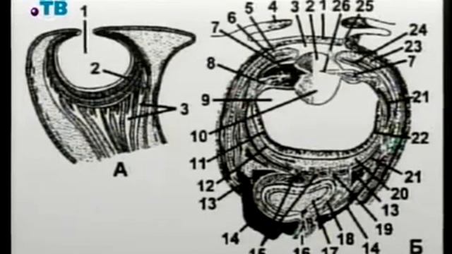 Биология # 12. Органы чувств: осязание, обоняние, вкус, зрение, слух. Датчики внешних условий смотреть онлайн