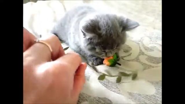 Голубые британские котята. Элитные британцы из питомника. смотреть онлайн