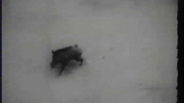 Sumatran Tiger Vs Wild Boar