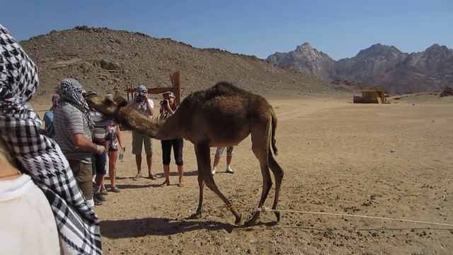 Сафари тур. Египет Хургада :) Egypt Hurghada ... смотреть онлайн