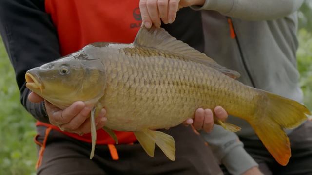 Fishing Gurus Underwater Episode 2 - Hybrid Feeder pt 2 смотреть онлайн