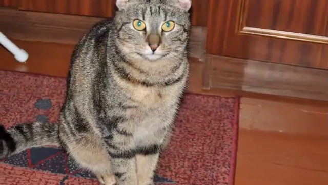 Классический. Видео из фото смотреть онлайн