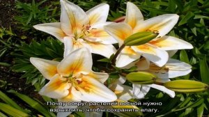 Советы по созданию клумбы с лилиями и лилейниками