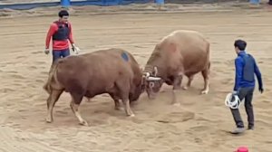 Бой быков на стадионе Чондо