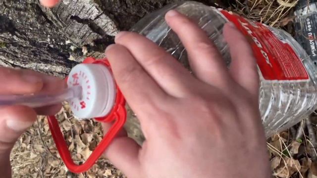 Лесные забавы