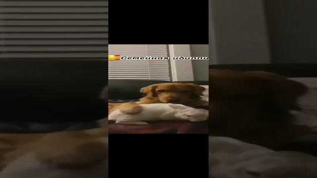 🥰Семейная идиллия смотреть онлайн