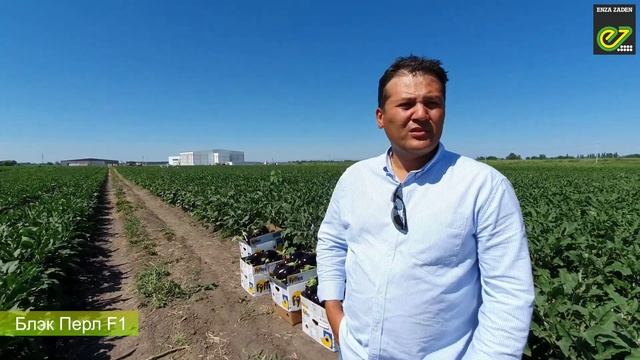 Фантастический цвет баклажана Блэк Перл F1 смотреть онлайн