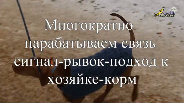 Приучение к ЭШО, один из способов работы, венгерская выжла, полная версия смотреть онлайн