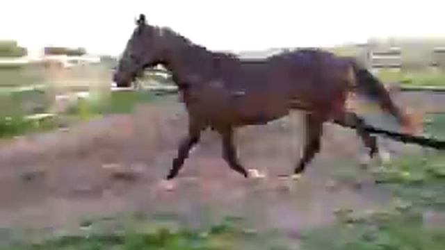 Габарит рысь смотреть онлайн