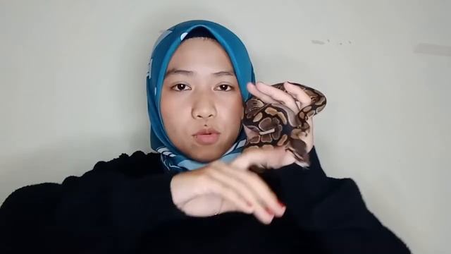 MENGENAL ULAR BALL PYTHON смотреть онлайн