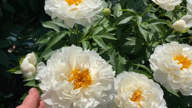 Пион Petite Porcelain