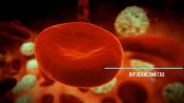 Кровь и лимфа / Кровеносная система смотреть онлайн