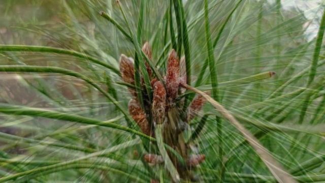 Дачні роботи у жовтні, листопаді: що робимо, що не робимо, посадка пухироплідника... смотреть онлайн