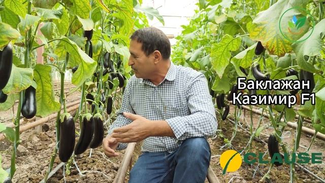 Баклажан Казимир F1 Обзор Фермера