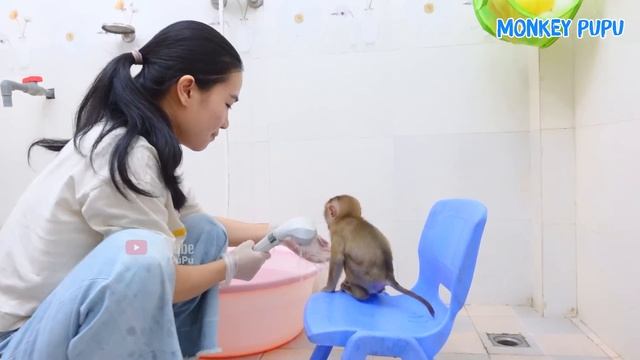 Monkey Pupu takes off his diaper and pee in the garden смотреть онлайн