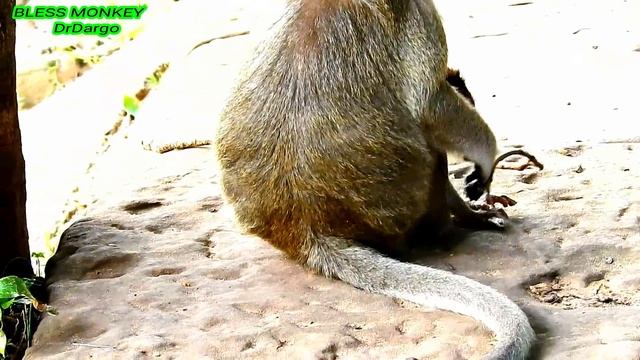 Stress full Lola | Lola got blocked from lady BRINN long time make Lola full sad & exhausted. смотреть онлайн