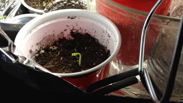 Brugmansia Sprouting