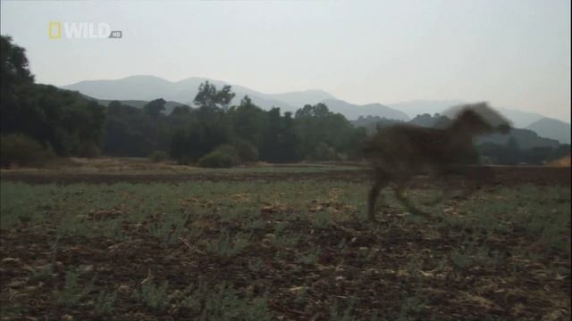 Доисторические хищники / Prehistoric Predators Серия 4 Челюсти, как бритва