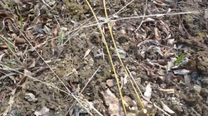 Подготовка и посадка черенков сортовой ивы для плетения. Моя не большая плантация ивы