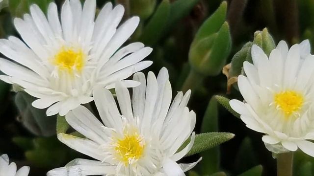 Best Perennials for a Sunny Area - Delosperma cooperi 'Jewel of Desert Moon Stone' (Ice Plant) смотреть онлайн