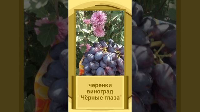 Что можно вырастить на Поволжье? Семена, грецкие орехи и ещё многое другое. смотреть онлайн