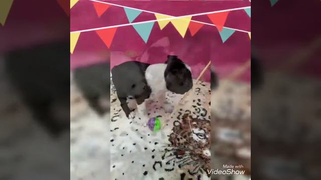 Московский Шарм Бостон  -помет на литеру Ж -2 месяца!