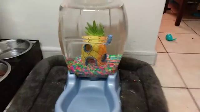 DOG BOWL Fish AQUARIUM! DIY смотреть онлайн