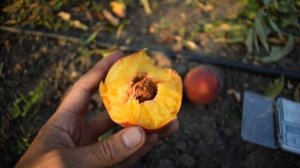 Персик Даймонд Принцесс - отзывы, Агро Сад - 2021