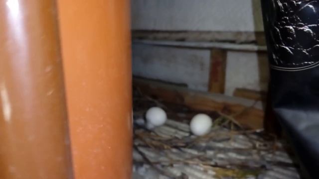 Голуби снесли яйца у нас на балконе!!! Ждем птенцов! (часть 1) смотреть онлайн