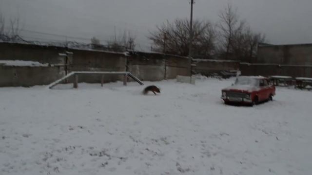 Кинологичсекий центр УМВД смотреть онлайн