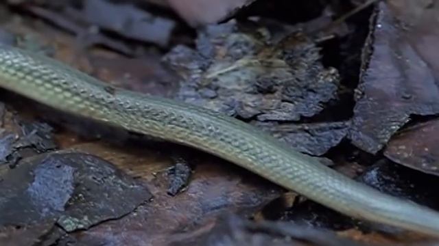 Esta es la Razón por la que la Cobra Real Odia a Otras Serpientes смотреть онлайн