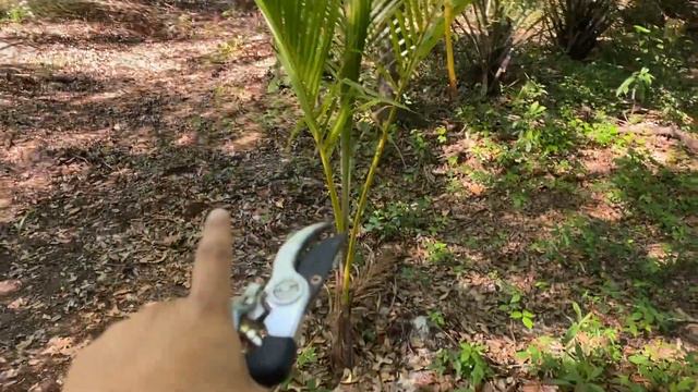 Coconut Palm Tree Maintenance at the farm | Pruning Coconut Palm Tree смотреть онлайн