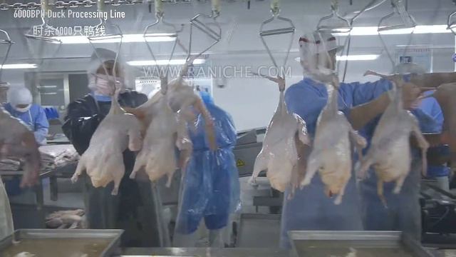 Линия убоя уток производительностью 6000 голов/ч.(whatsapp：+8618847076560) смотреть онлайн