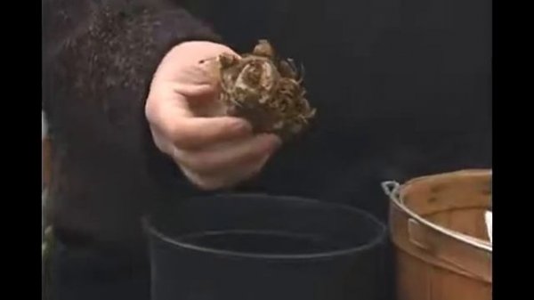 How to Pick Green Goddess Calla Lily