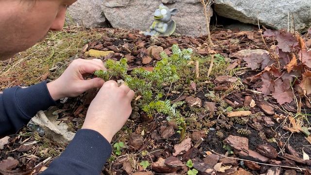 Kohout's Icebreaker - part 1 (initial pruning and wiring) смотреть онлайн