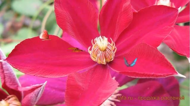 Клематис крупноцветковый Мазовше (clematis mazowsze) ? обзор: как сажать, саженцы клематиса Мазовше смотреть онлайн