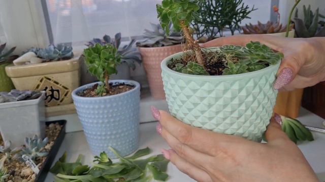 Как обрезать эониум. #aeonium