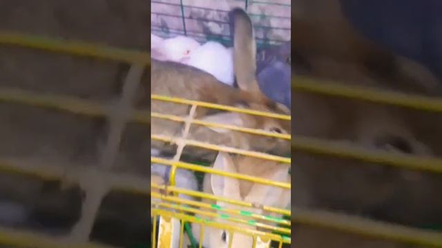 رضاعه صغار وخلفه الارنب سبحان الله смотреть онлайн