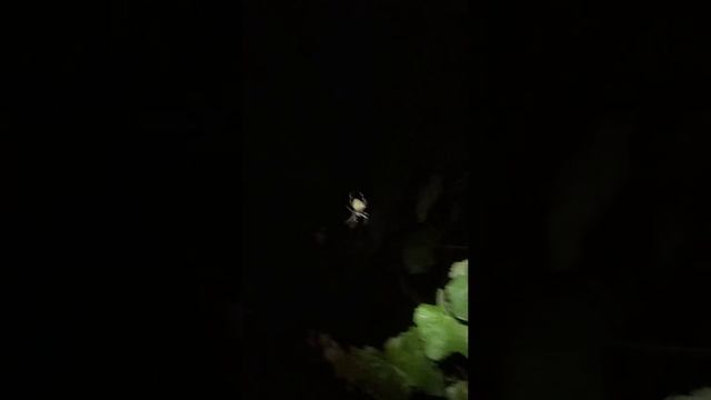 В мире животных, огромный паук. смотреть онлайн