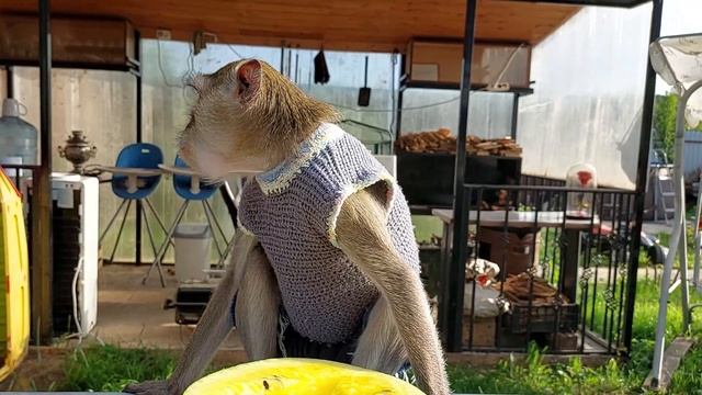 Сёмка и арбуз (Домашние макаки) смотреть онлайн