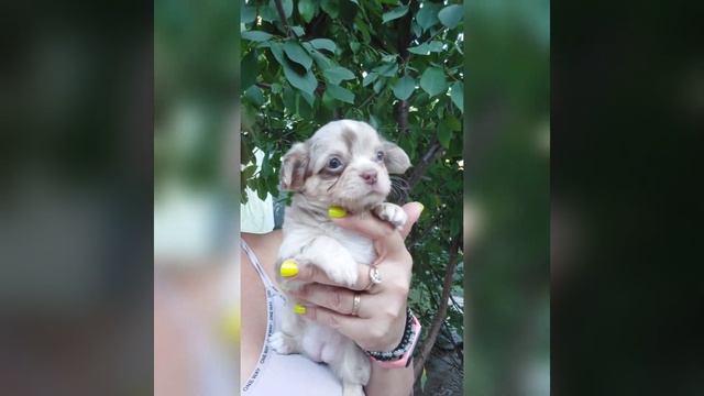 #ах Божественная Ялта мерле мраморный окрас чихуахуа питомник Кастропуло Крым смотреть онлайн